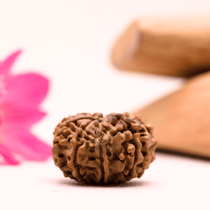 9 Mukhi Nepali Rudraksha - Large