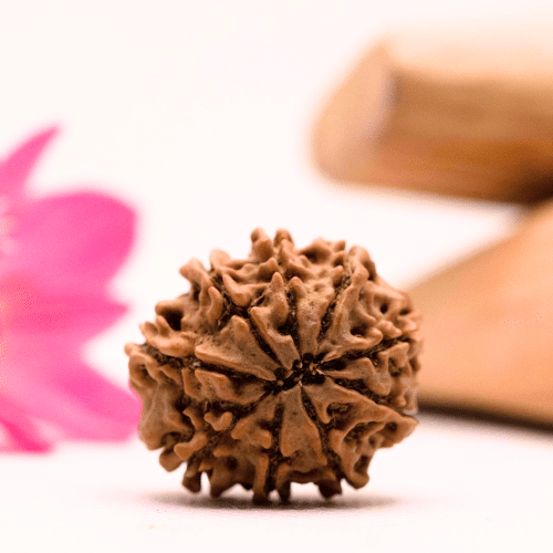9 Mukhi Nepali Rudraksha - Large