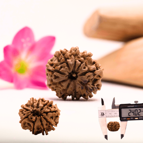 9 Mukhi Nepali Rudraksha - Large