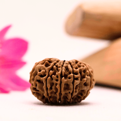 9 Mukhi Nepali Rudraksha - Large