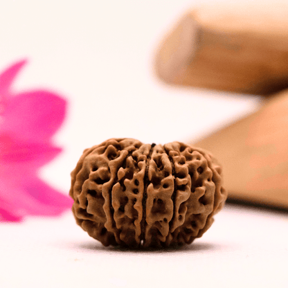 9 Mukhi Nepali Rudraksha - Large
