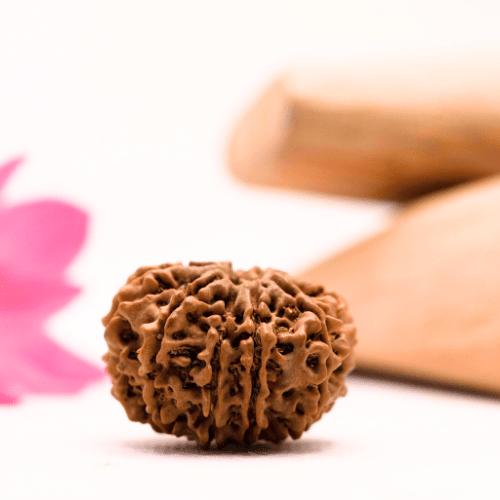 9 Mukhi Nepali Rudraksha - Large