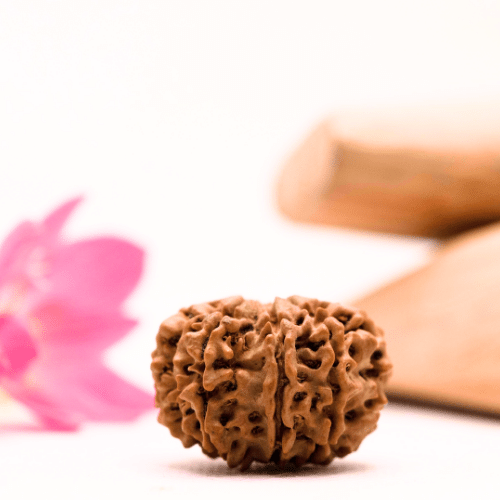 9 Mukhi Nepali Rudraksha - Large