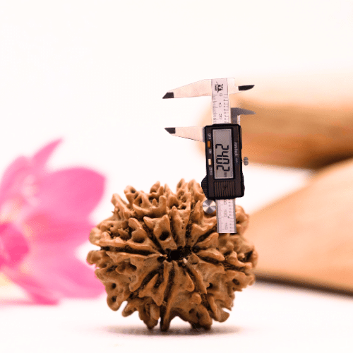 9 Mukhi Nepali Rudraksha - Large