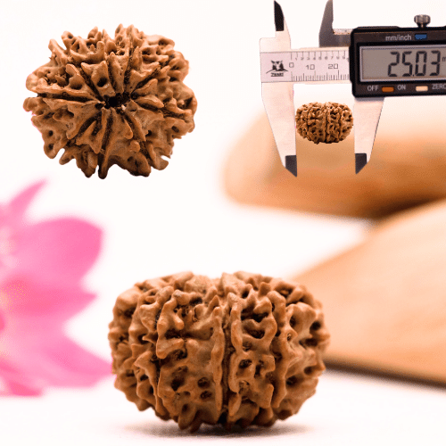 9 Mukhi Nepali Rudraksha - Large
