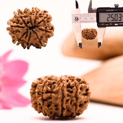 9 Mukhi Nepali Rudraksha - Large