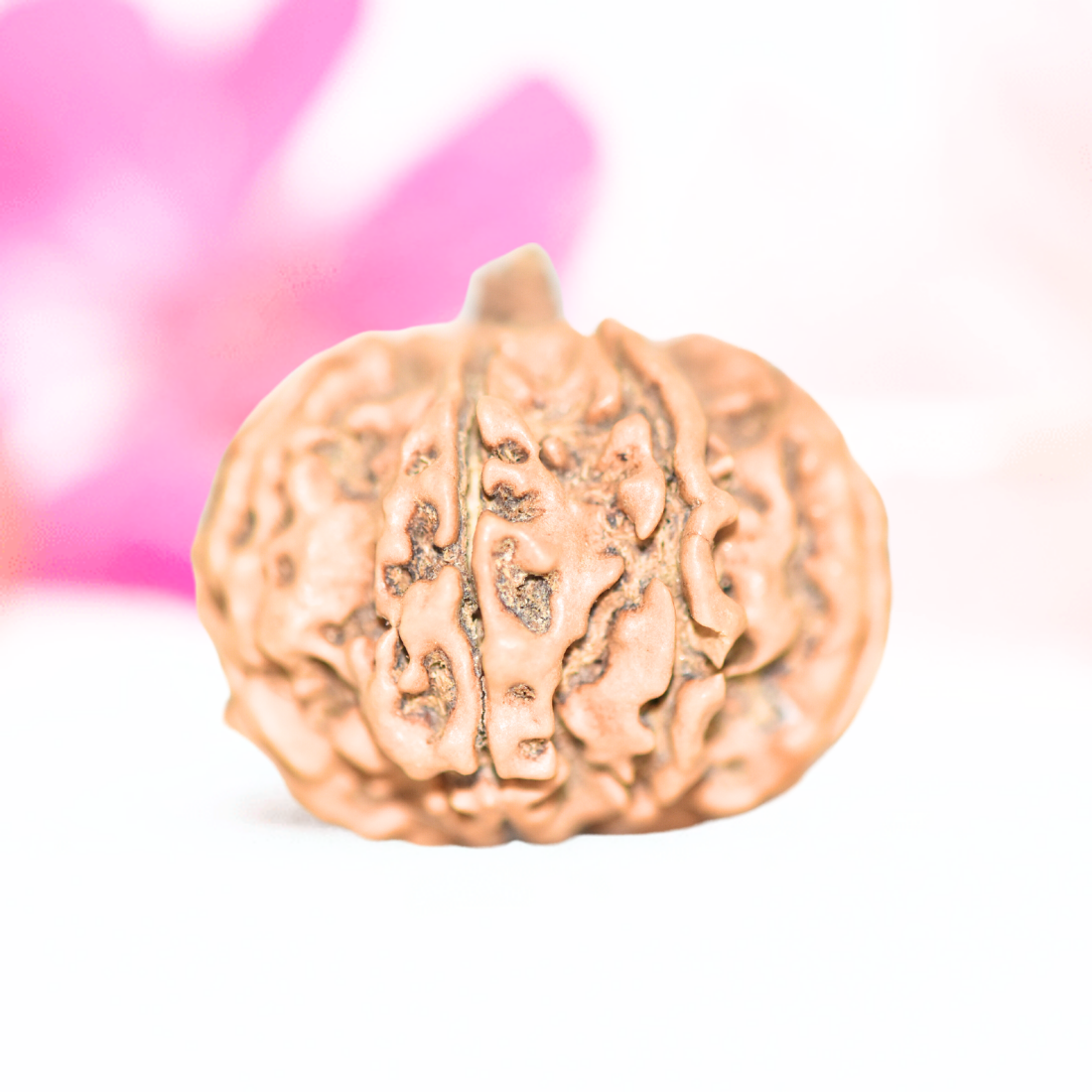 9 Mukhi Nepali Rudraksha - Large