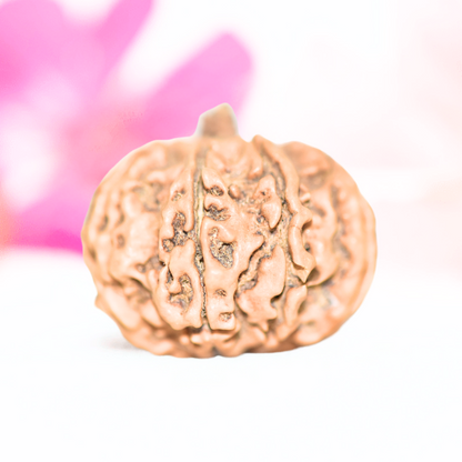 9 Mukhi Nepali Rudraksha - Large
