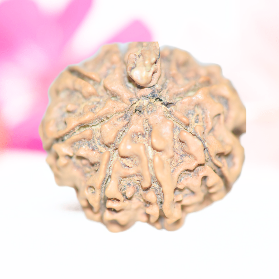9 Mukhi Nepali Rudraksha - Large
