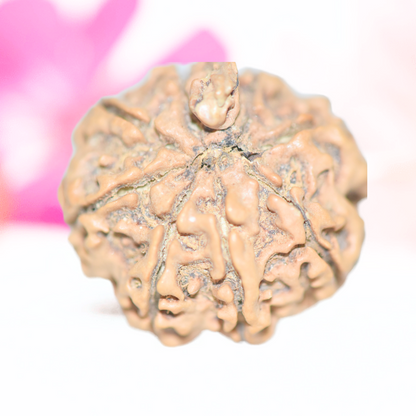 9 Mukhi Nepali Rudraksha - Large