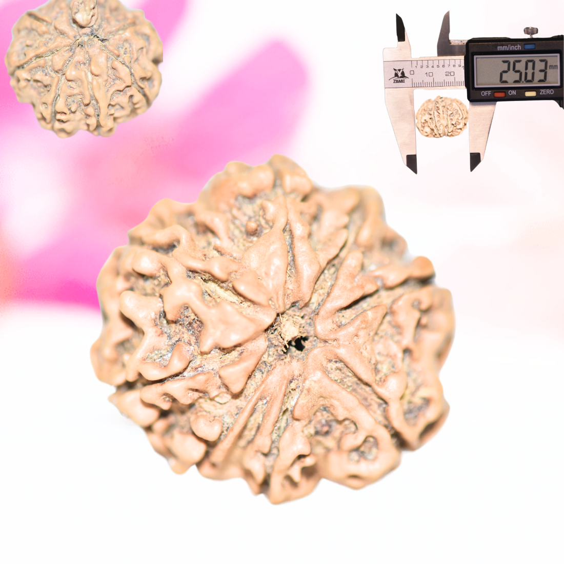 9 Mukhi Nepali Rudraksha - Large