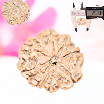 9 Mukhi Nepali Rudraksha - Large