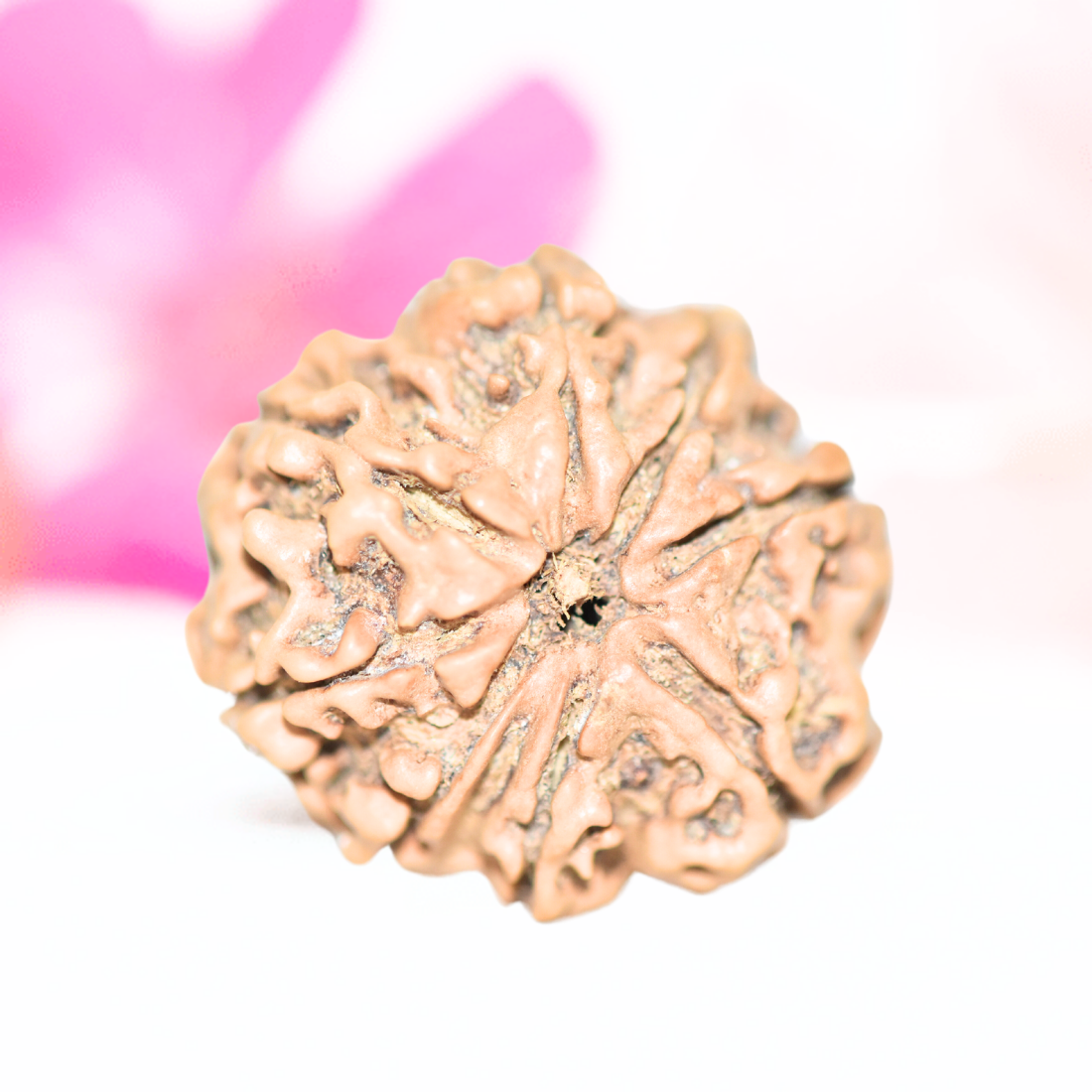 9 Mukhi Nepali Rudraksha - Large