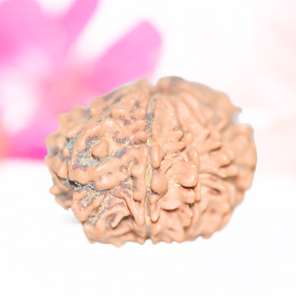 9 Mukhi Nepali Rudraksha - Large