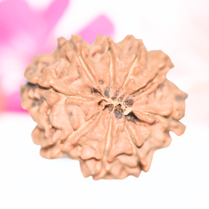 9 Mukhi Nepali Rudraksha - Large