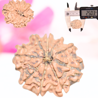9 Mukhi Nepali Rudraksha - Large