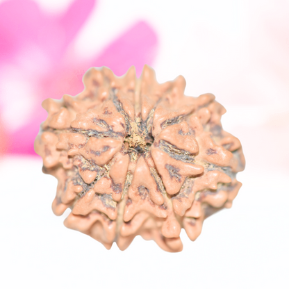 9 Mukhi Nepali Rudraksha - Large