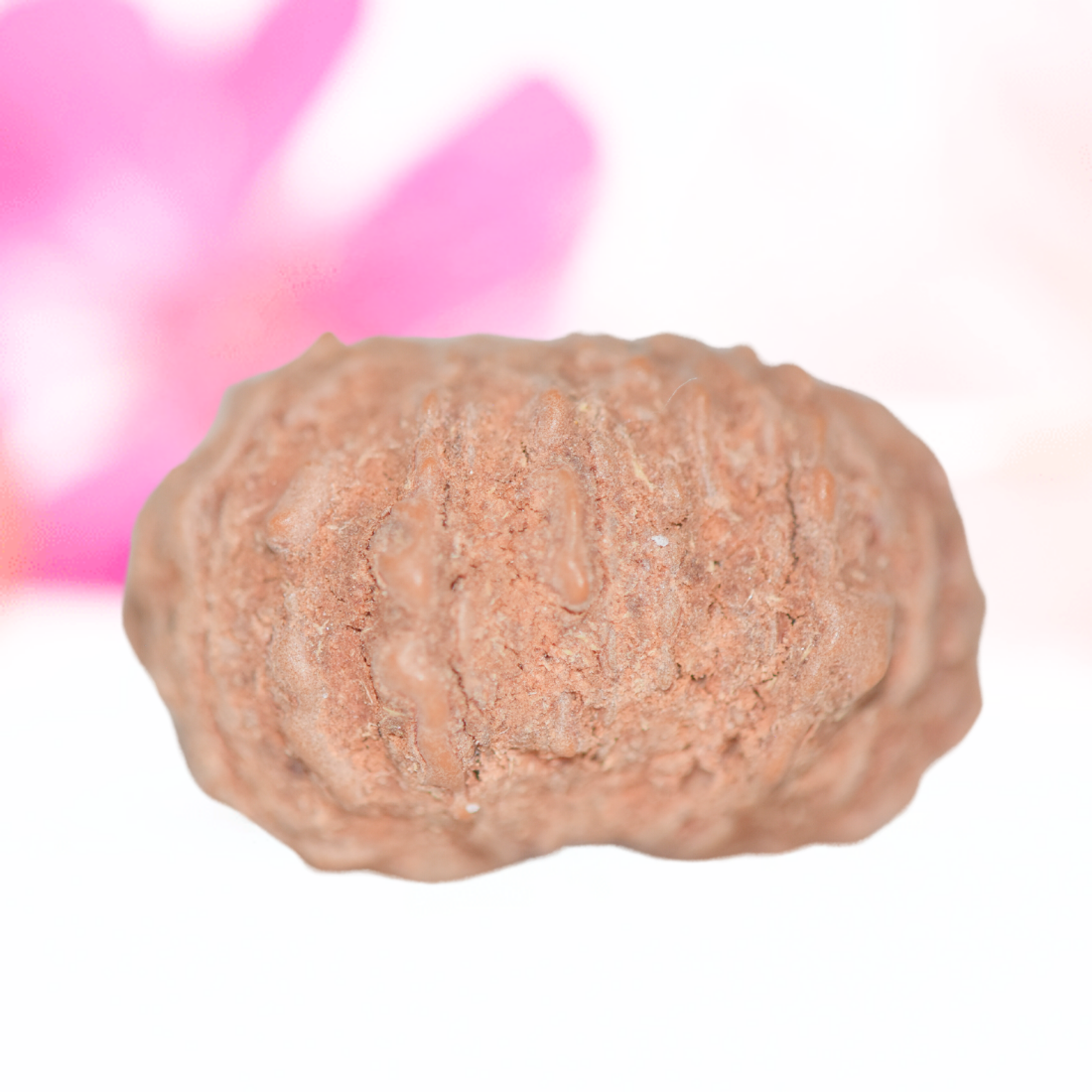 9 Mukhi Nepali Rudraksha - Large