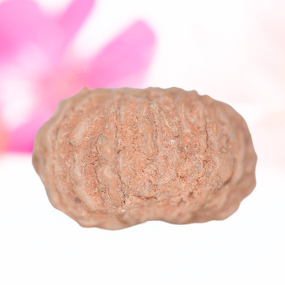 9 Mukhi Nepali Rudraksha - Large