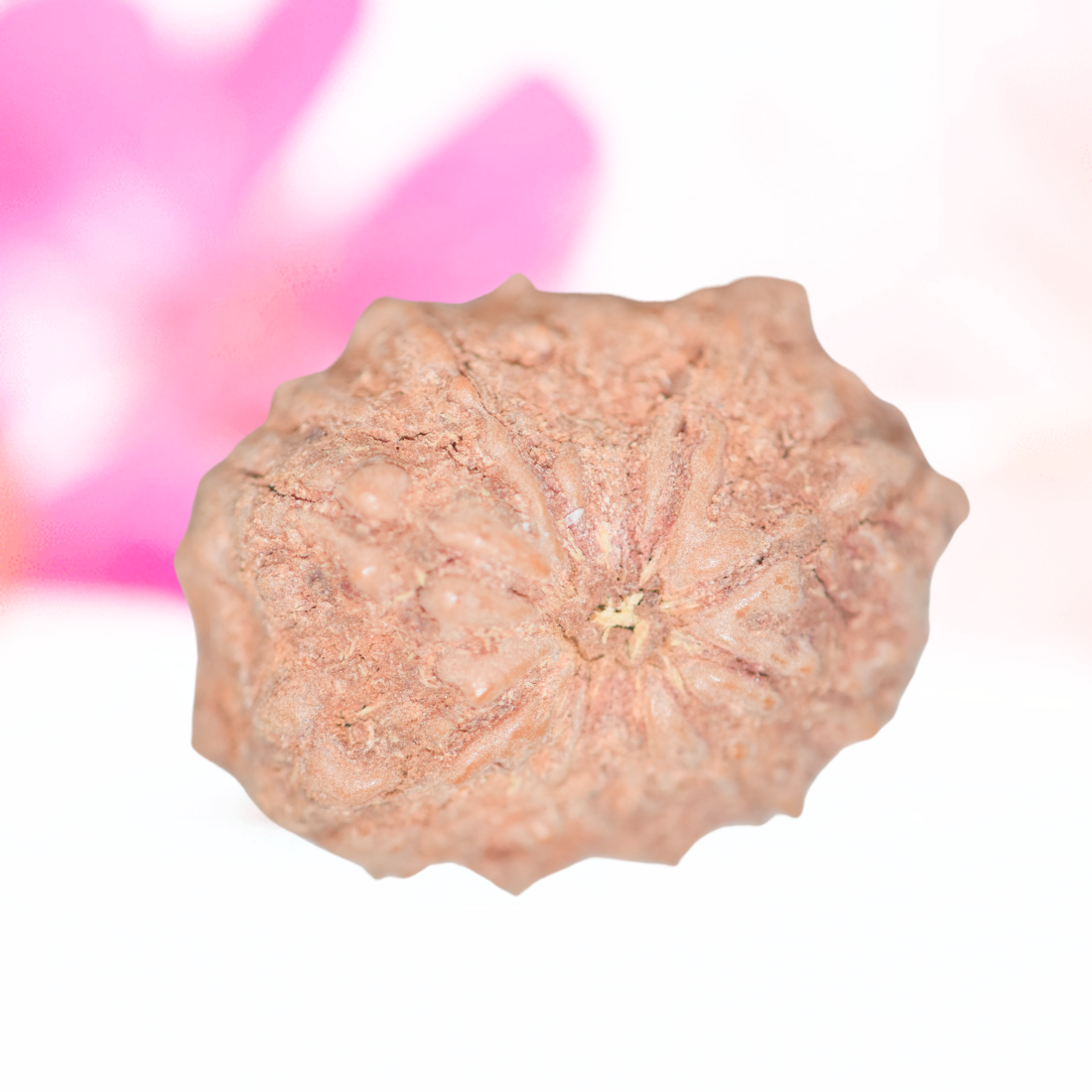 9 Mukhi Nepali Rudraksha - Large