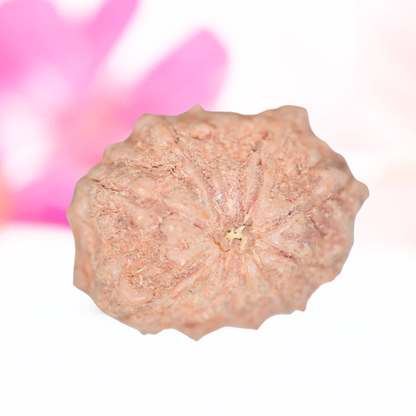 9 Mukhi Nepali Rudraksha - Large
