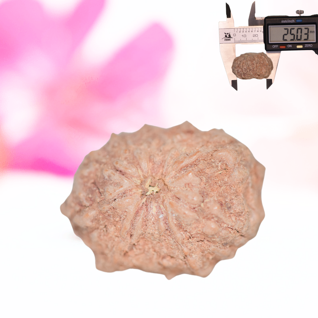 9 Mukhi Nepali Rudraksha - Large