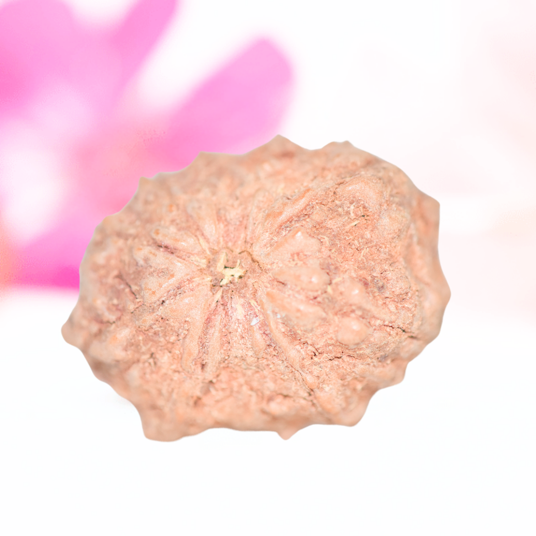 9 Mukhi Nepali Rudraksha - Large