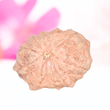 9 Mukhi Nepali Rudraksha - Large