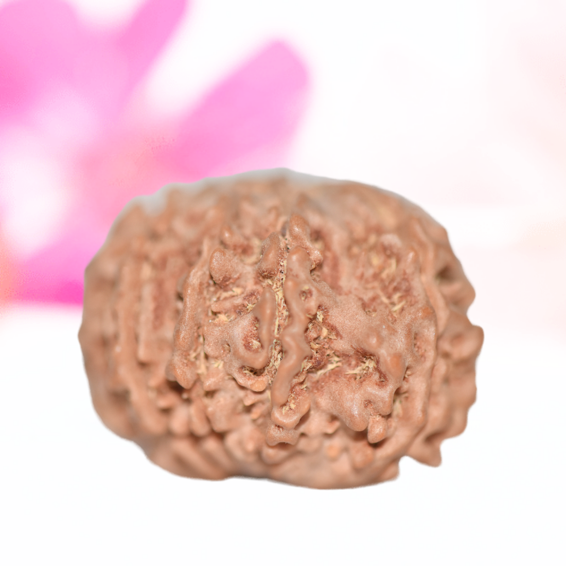 9 Mukhi Nepali Rudraksha - Large