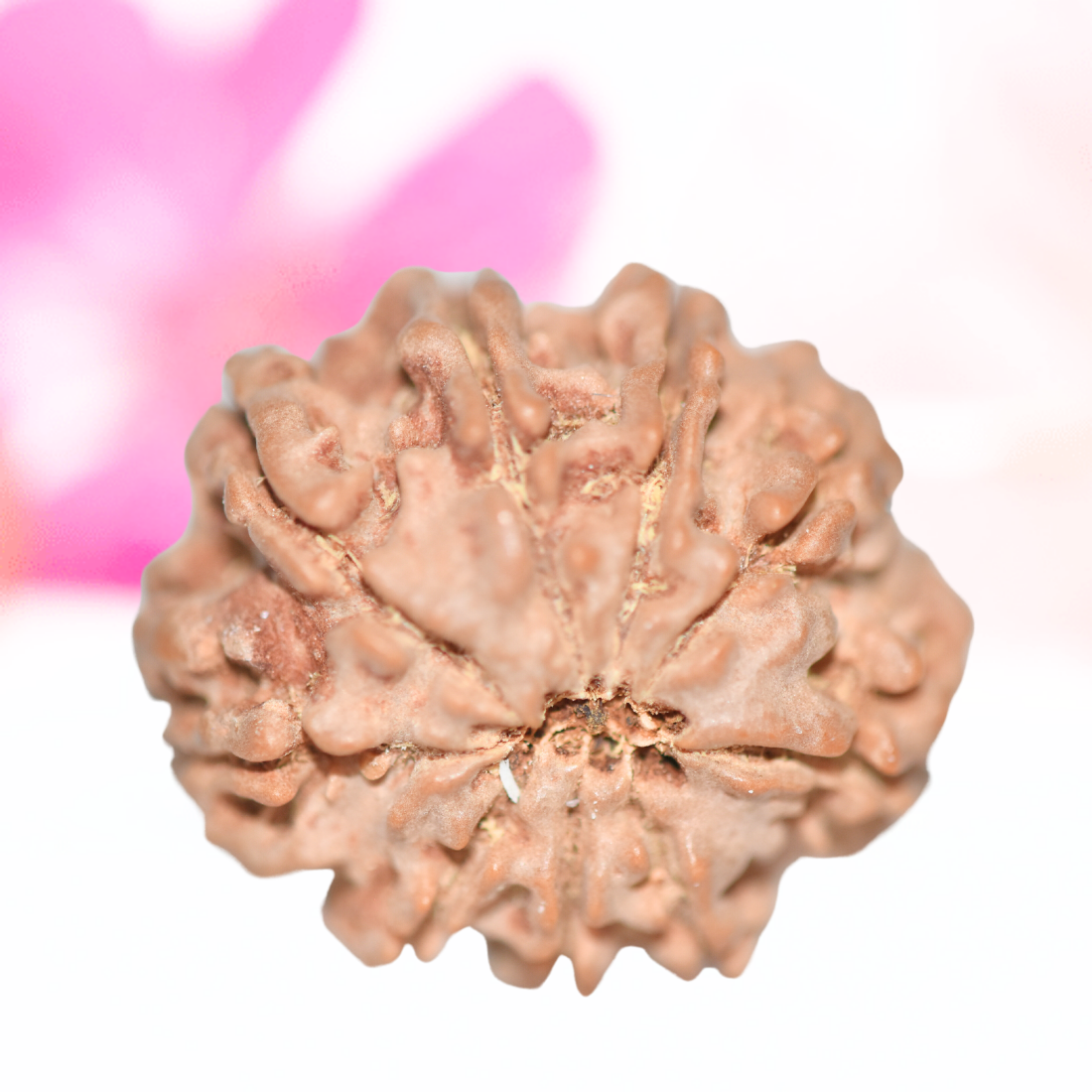 9 Mukhi Nepali Rudraksha - Large