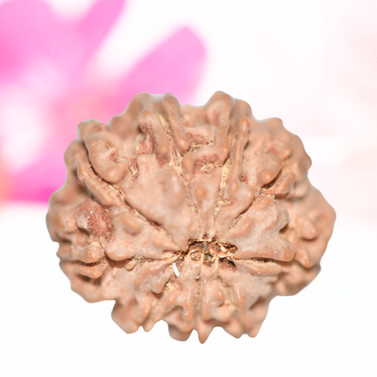 9 Mukhi Nepali Rudraksha - Large