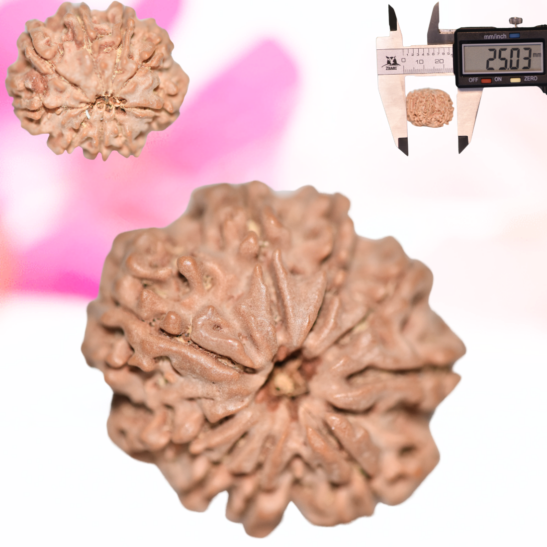 9 Mukhi Nepali Rudraksha - Large