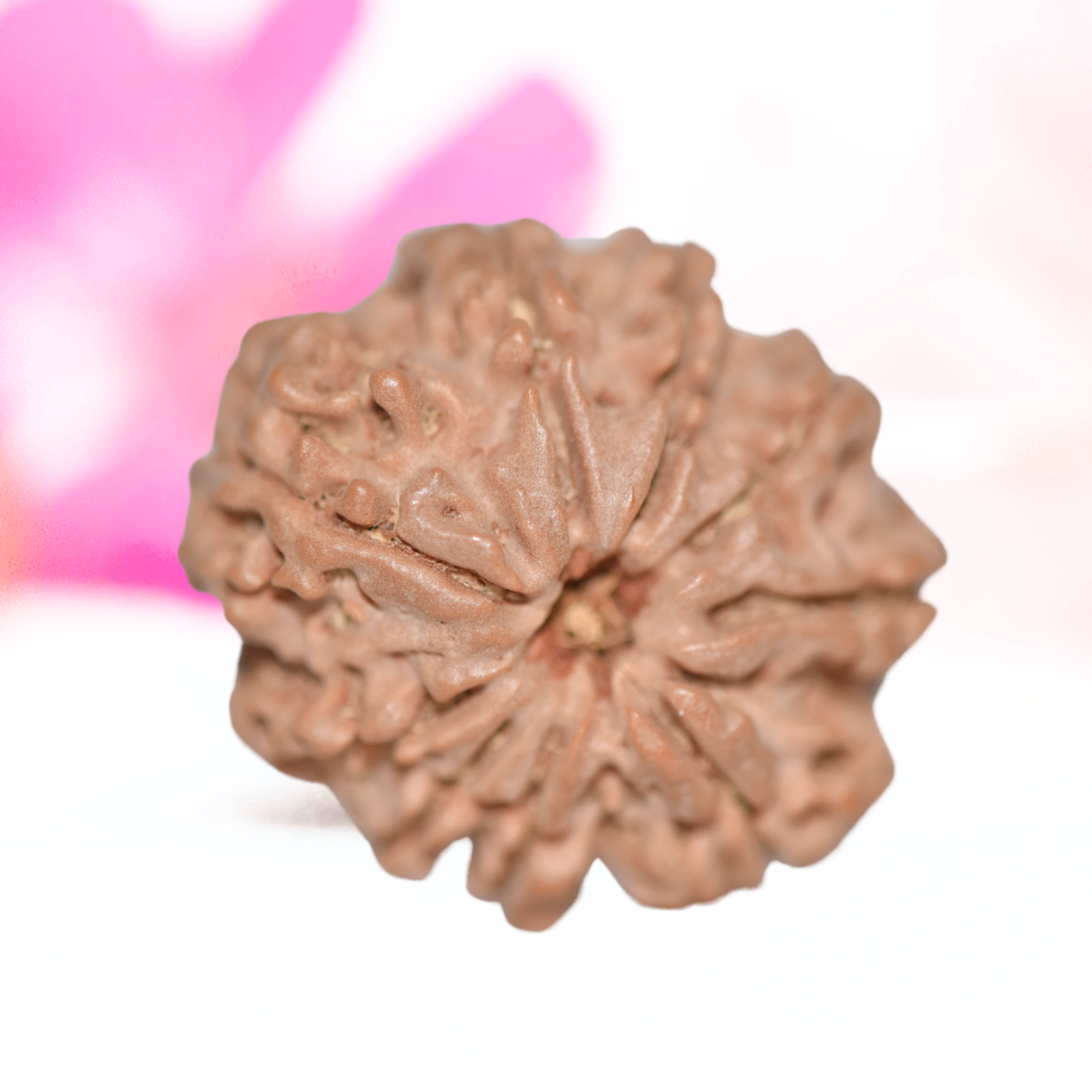 9 Mukhi Nepali Rudraksha - Large
