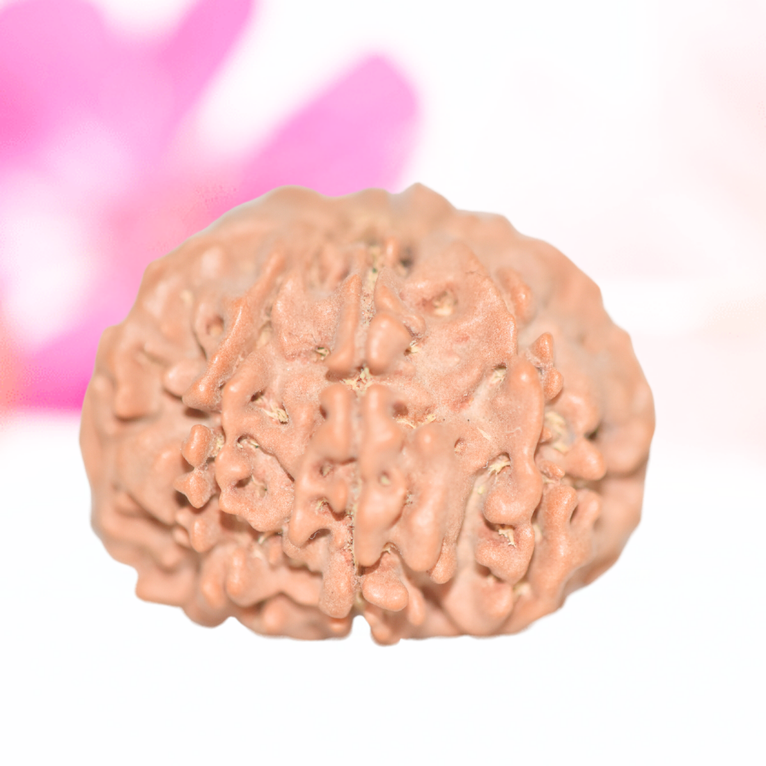 9 Mukhi Nepali Rudraksha - Large