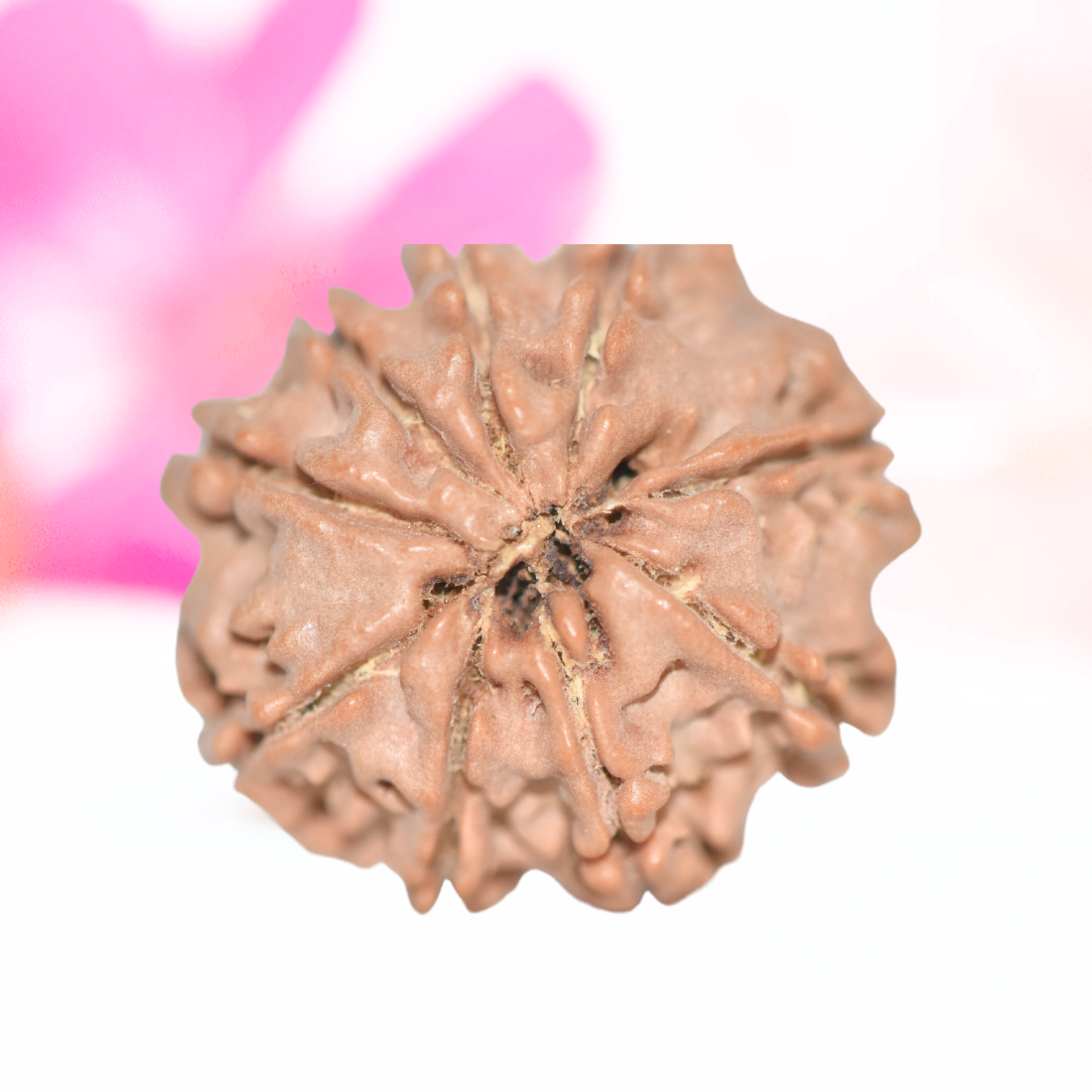 9 Mukhi Nepali Rudraksha - Large
