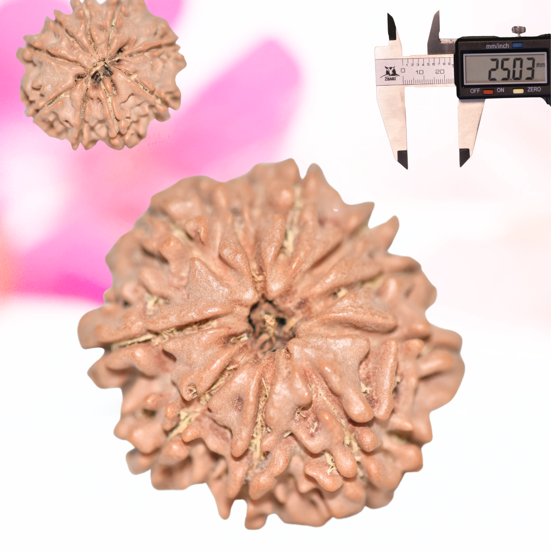 9 Mukhi Nepali Rudraksha - Large