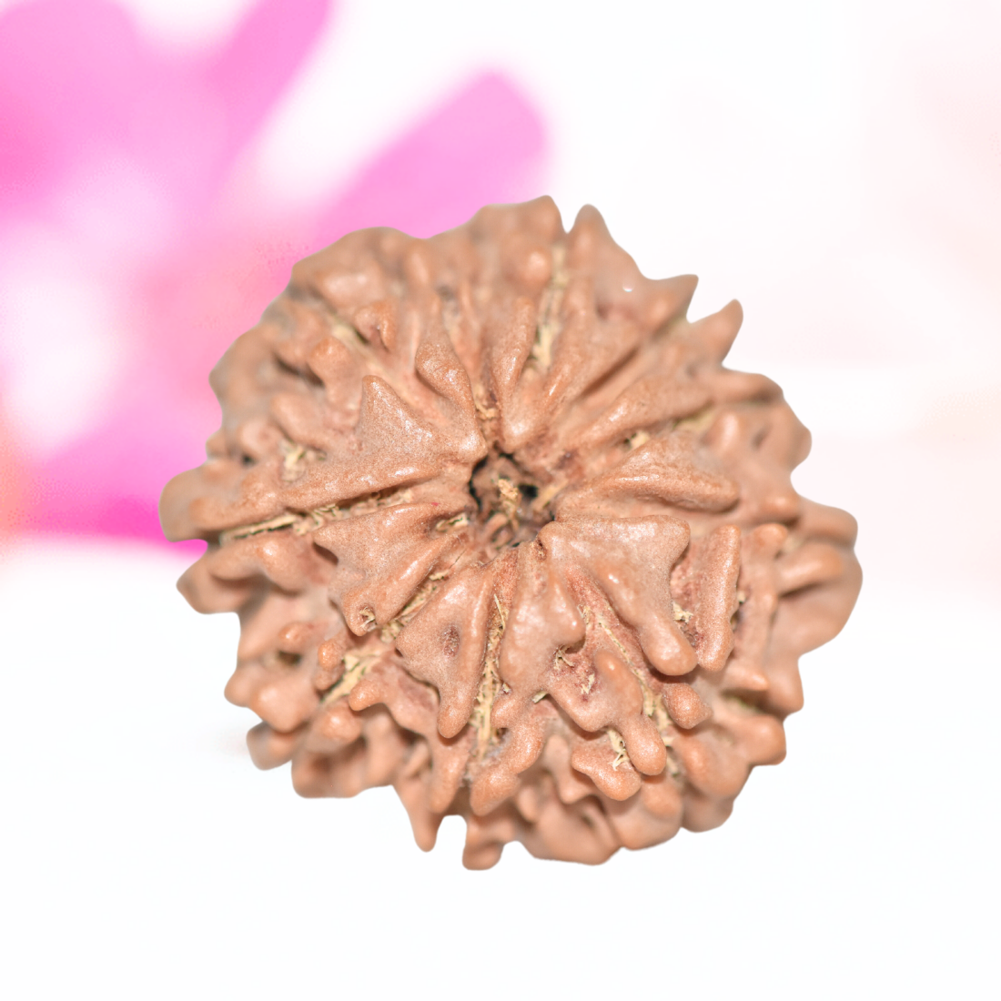 9 Mukhi Nepali Rudraksha - Large