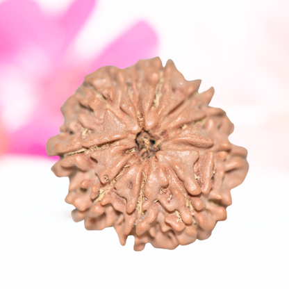 9 Mukhi Nepali Rudraksha - Large