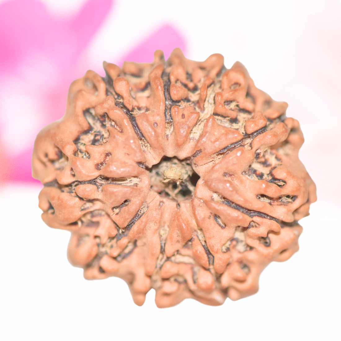 9 Mukhi Nepali Rudraksha - Large