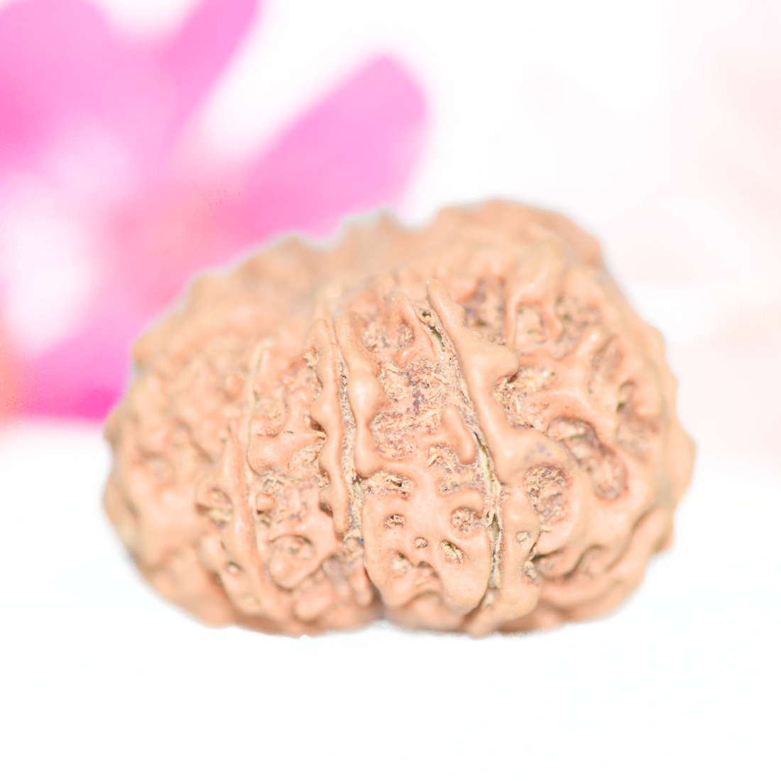 9 Mukhi Nepali Rudraksha - Large