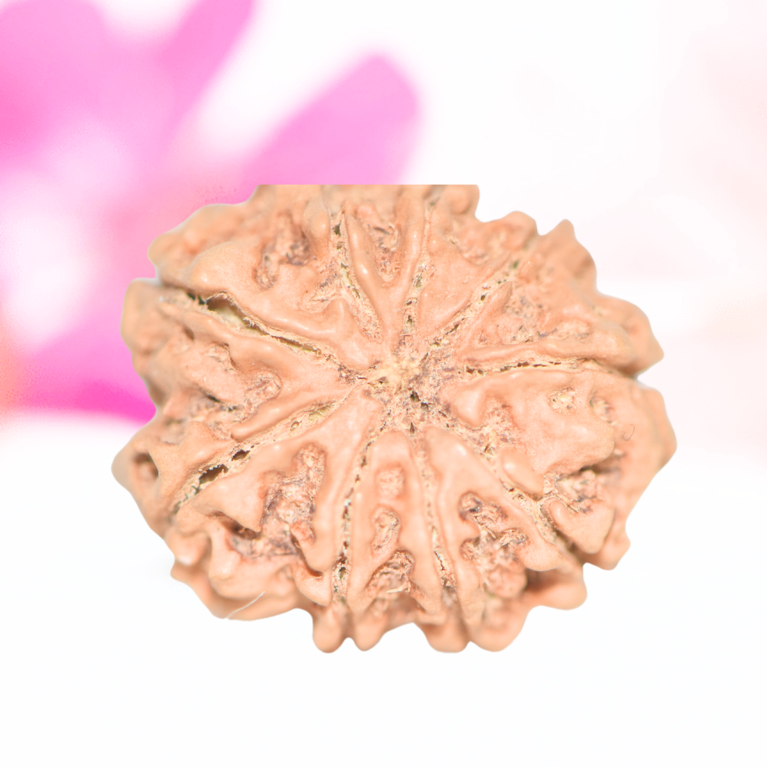 9 Mukhi Nepali Rudraksha - Large