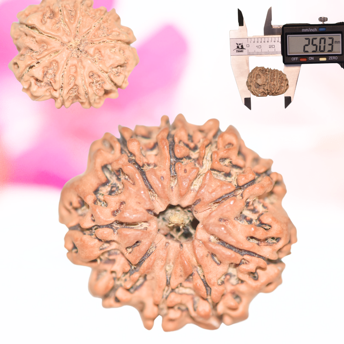 9 Mukhi Nepali Rudraksha - Large
