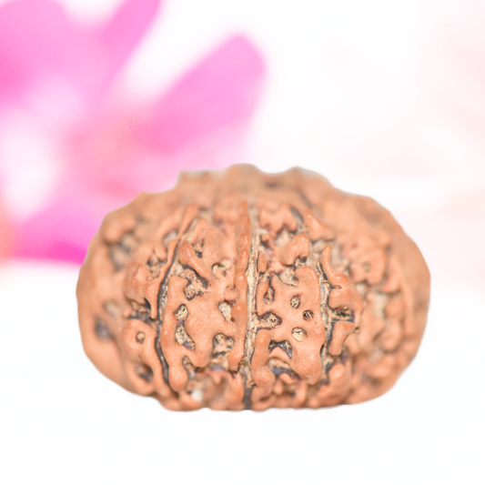 9 Mukhi Nepali Rudraksha - Large