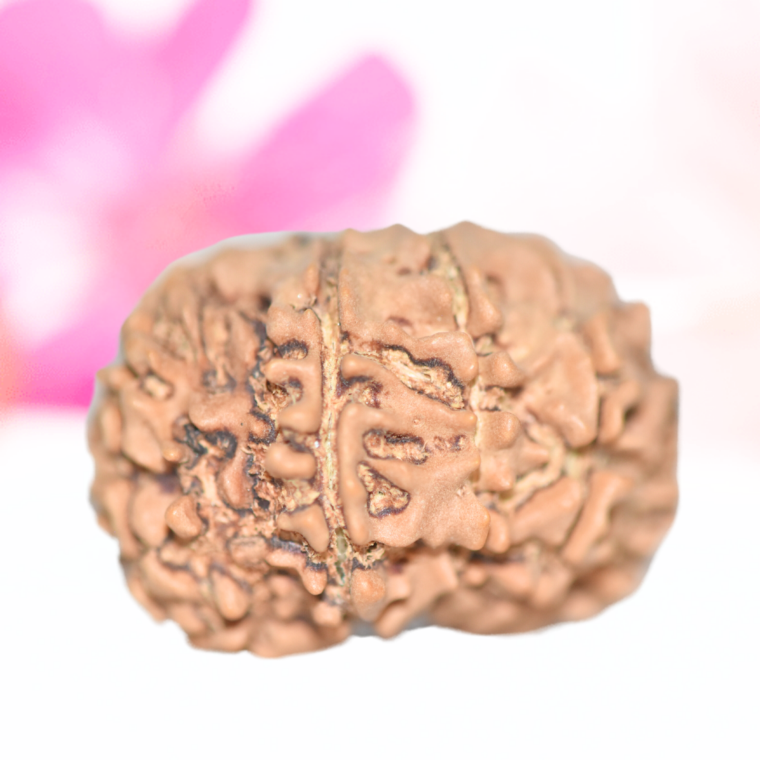 9 Mukhi Nepali Rudraksha - Large