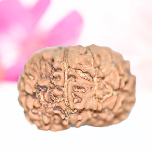 9 Mukhi Nepali Rudraksha - Large