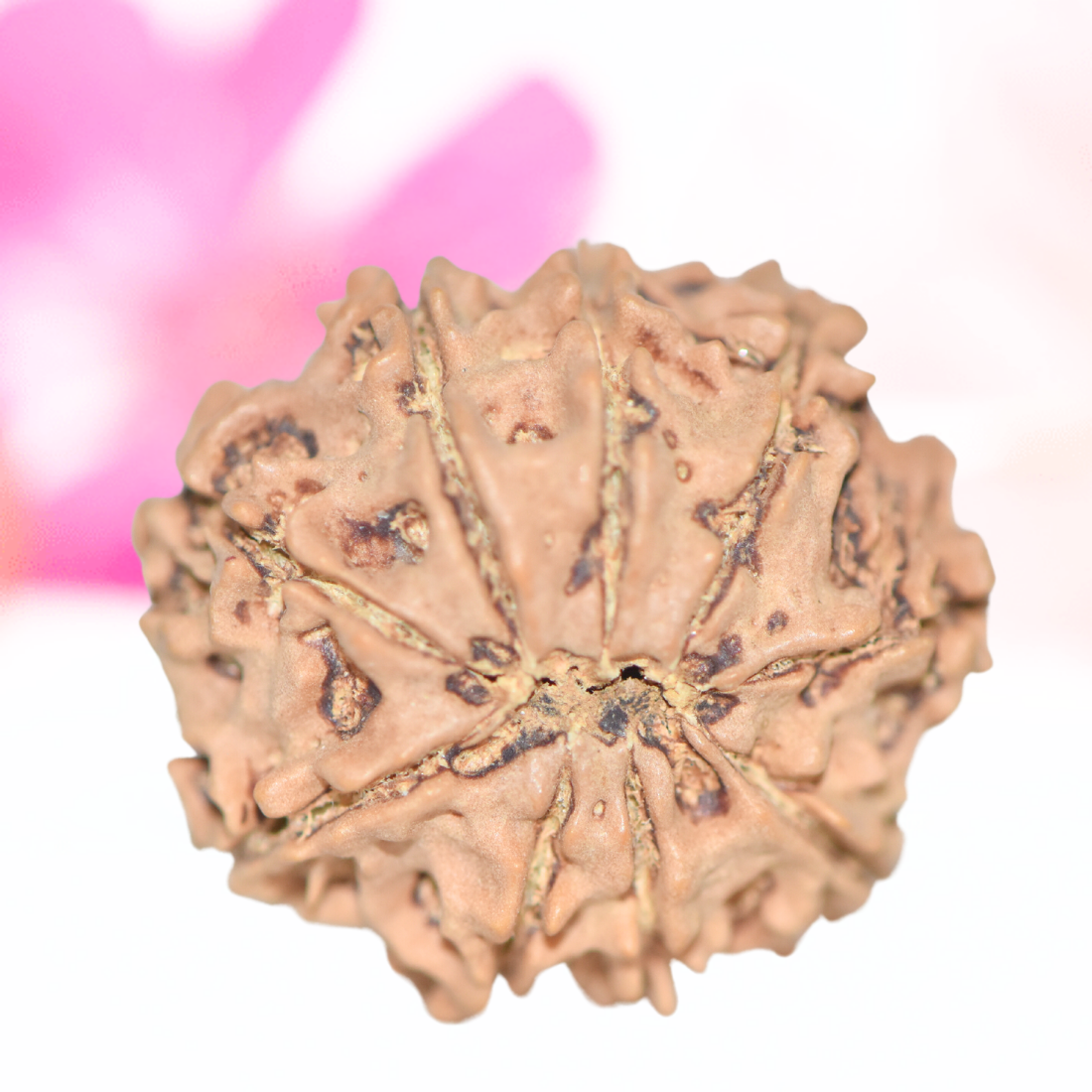 9 Mukhi Nepali Rudraksha - Large