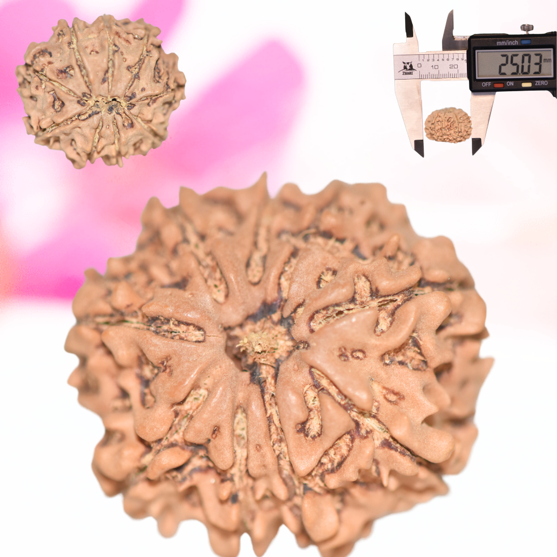 9 Mukhi Nepali Rudraksha - Large