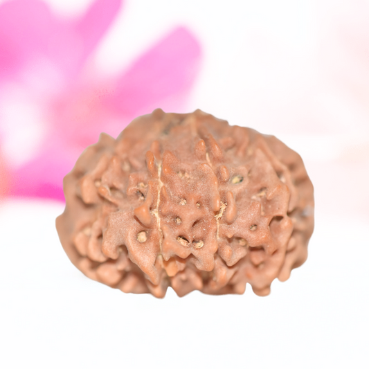 9 Mukhi Nepali Rudraksha - Large