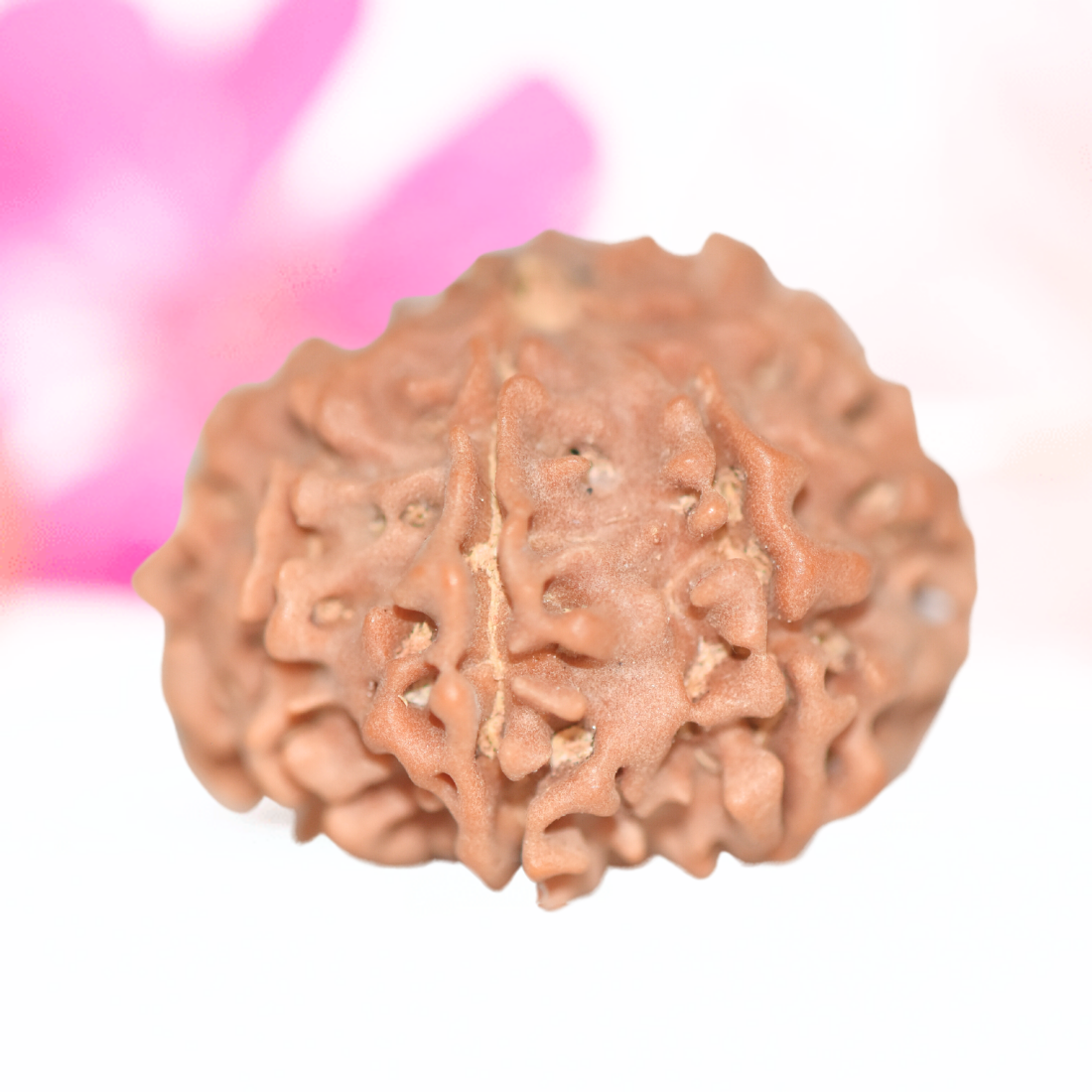 9 Mukhi Nepali Rudraksha - Large