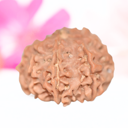 9 Mukhi Nepali Rudraksha - Large
